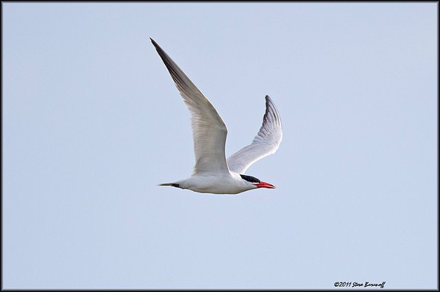 _1SB0075 caspian tern.jpg